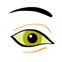 Vision